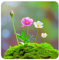 金正恩视角下的韩国：彻底的敌国与永远的敌人生存状态